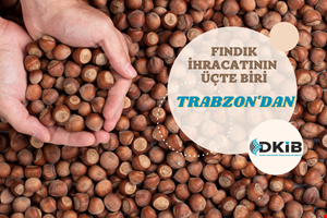 FINDIK İHRACATININ ÜÇTE BİRİ TRABZON'DAN