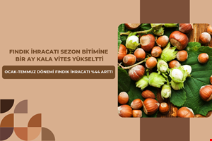 FINDIK İHRACATI SEZON BİTİMİNE  BİR AY KALA VİTES YÜKSELTTİ