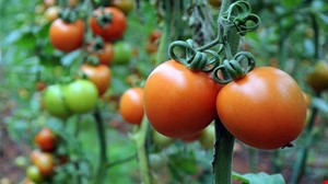 RUSYA FEDERASYONU'NUN DOMATES İHRACATINDAKİ TÜM FİRMA KISITLAMALARINI 1 MAYIS 2018 İTİBARİYLE KALDIRACAK